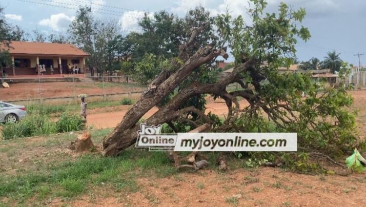  Historic Okomfo Anokye cola tree grows anew, suspect meets bail condition